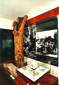 Pohled do expozice pravěku, který přibližuje archeologické naleziště ze starší doby kamenné v Dobrkovicích, Okresní vlastivědné muzeum v Českém Krumlově 