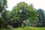 Běleňer Linde
