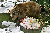 Bear Christmas, photo by Lubor Mrázek 