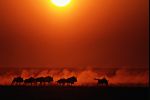 V&yacute;stava National Geographic  / AFRIKA &ndash; divočina v srdci /
