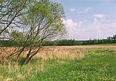 8675b Mokřad u Borského rybníka 
