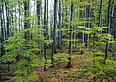 Blanský forest 