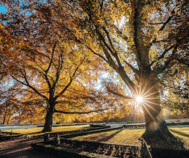 Gardens and parks