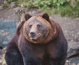 Bear Christmas