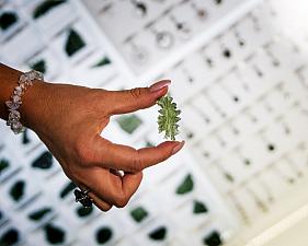 Museum der Moldavite