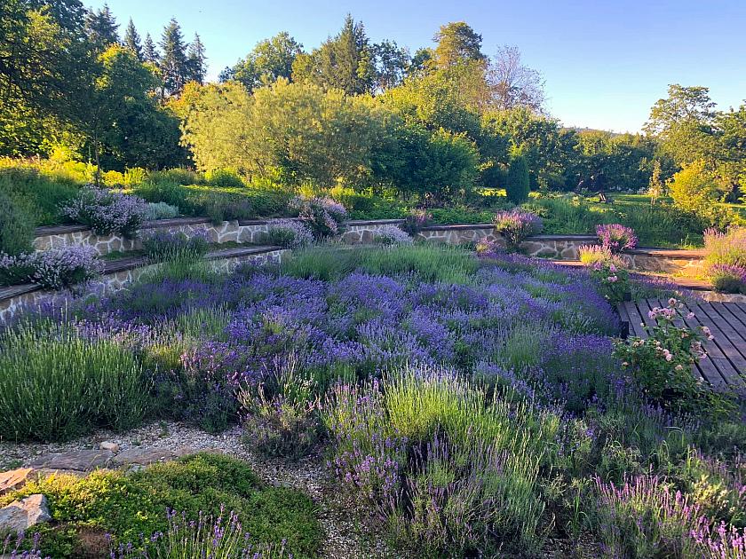 Magical Herbs Garden