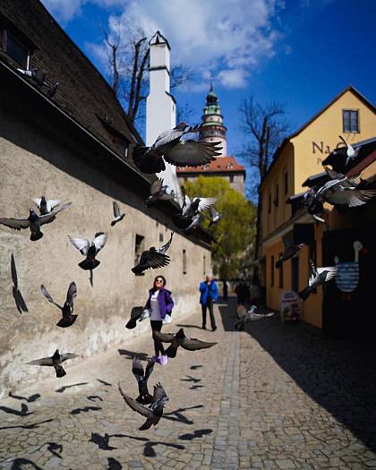 [EN👇] Blíží se máj a s ním i akce Kouzelný Krumlov 🌸. O prodlouženém víkendu tak Krumlov ožije oslavami příchodu jara a měsíce lásky. 💘 Na co všechno se můžete mezi 28. dubnem a 1. květnem těšit?

- 🎊 Od pátku náměstí ožije májovým jarmarkem, který nabízí tradiční české laskominy, suvenýry a ukázky řemesel. 

- 👧 Nedělní odpoledne a večer budou patřit dětem: čekají nás vystoupení dětských souborů, hry i divadlo v Městském parku, chybět nebude ani zdobení a stavění majky a večerní lampiónový průvod.

- 🎟️ V pondělí láká k návštěvám Májový den otevřených muzeí a galerií, které nabízejí zlevněné vstupné či vstup zdarma. Připraveny jsou také prohlídky města pro malé i velké.

Podrobný program najdete na odkazu Kouzelný Krumlov v biu 👉@ceskykrumlovofficial

P. S. Za krásnou momentku děkujeme 📸@diantorodin 👏
_________
Please read the English text in the comments.

#ceskykrumlovofficial #ceskykrumlovregion #jiznicechy #ceskykrumlov #krumlov #jihoceskykraj #unesco #uzasnamista #fotimecesko #krasnecesko #uzasnecesko #kudyznudy #svetovecesko #czechrepublic #visitczechia #visitcz #kouzelnykrumlov