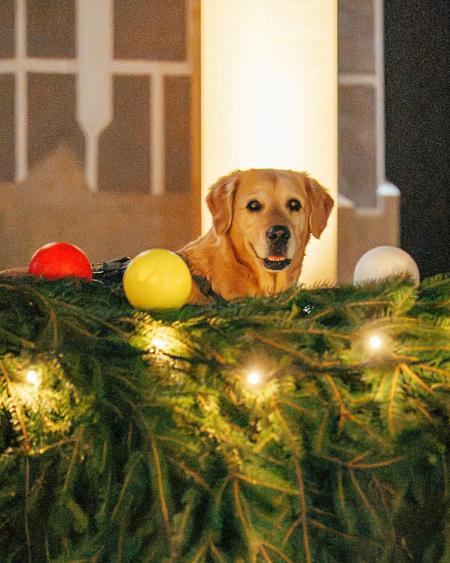 Sledujte Krumlov na síti, foto 11