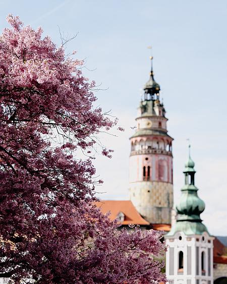 Sledujte Krumlov na síti, foto 11